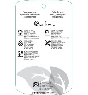 Etichette di Acer palmatum ‘Trompenburg’ *