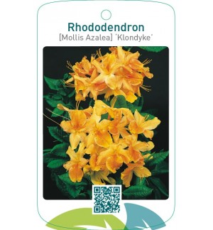 Rhododendron [Mollis Azalea] ‘Klondyke’