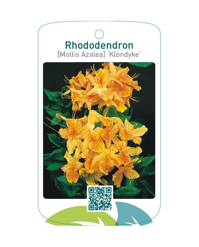 Rhododendron [Mollis Azalea] ‘Klondyke’