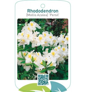 Rhododendron [Mollis Azalea] ‘Persil’