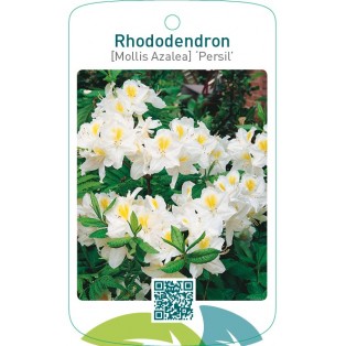 Rhododendron [Mollis Azalea] ‘Persil’