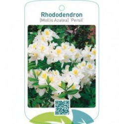 Rhododendron [Mollis Azalea] ‘Persil’