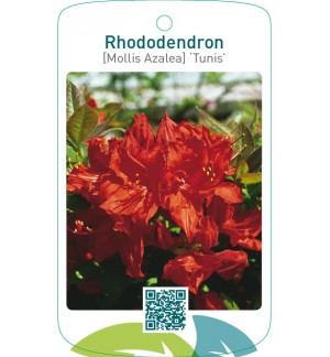 Rhododendron [Mollis Azalea] ‘Tunis’