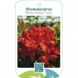 Rhododendron [Mollis Azalea] ‘Tunis’