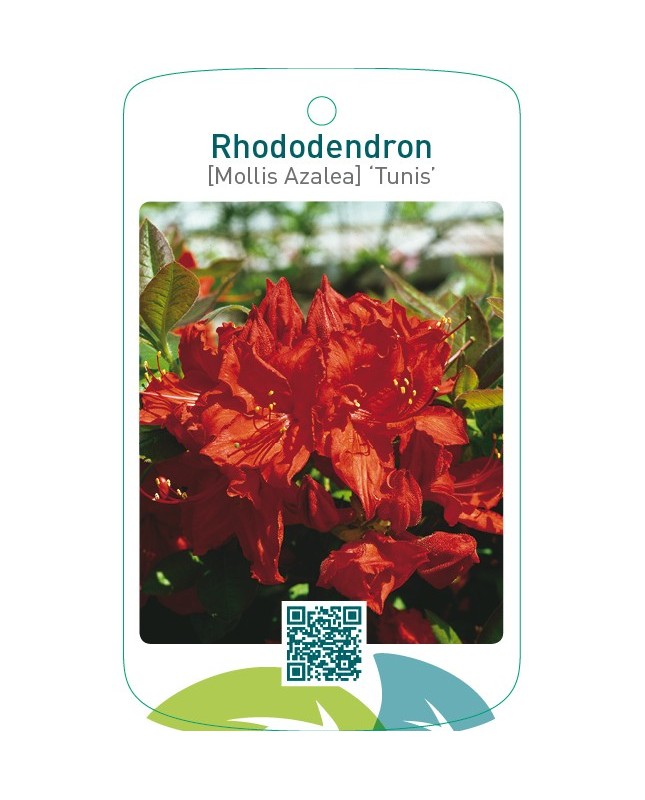 Rhododendron [Mollis Azalea] ‘Tunis’