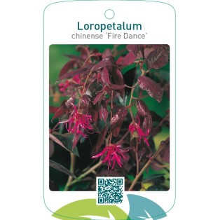 Loropetalum chinense ‘Fire Dance’