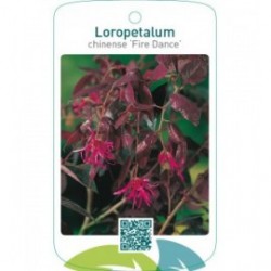 Loropetalum chinense ‘Fire Dance’
