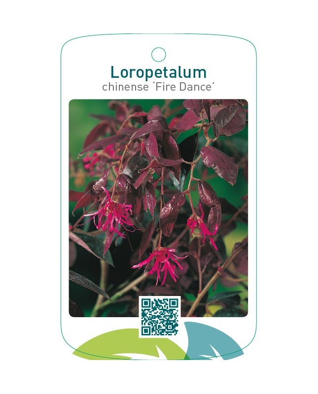 Loropetalum chinense ‘Fire Dance’
