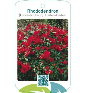 Rhododendron [Forrestii Group] ‘Baden-Baden’