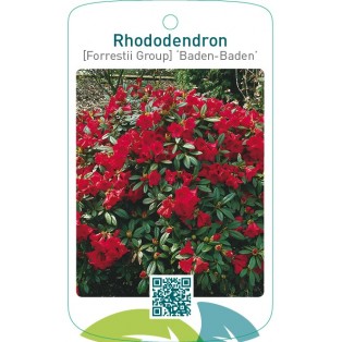 Rhododendron [Forrestii Group] ‘Baden-Baden’