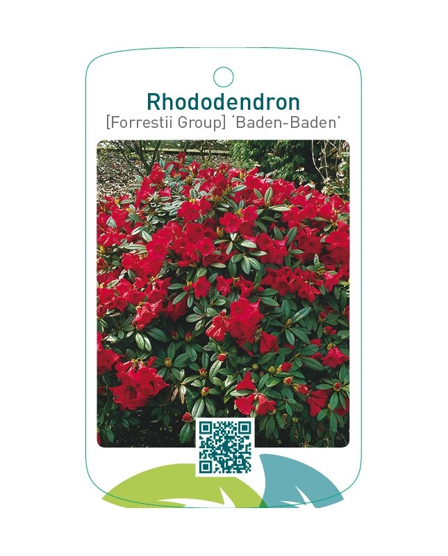 Rhododendron [Forrestii Group] ‘Baden-Baden’