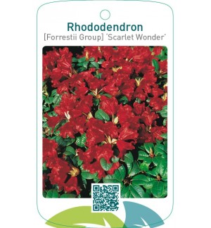 Rhododendron [Forrestii Group] ‘Scarlet Wonder’
