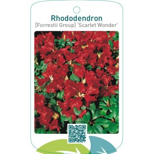 Rhododendron [Forrestii Group] ‘Scarlet Wonder’