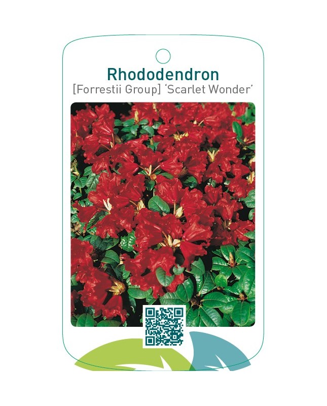 Rhododendron [Forrestii Group] ‘Scarlet Wonder’