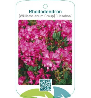 Rhododendron [Williamsianum Group] ‘Lissabon’