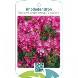 Rhododendron [Williamsianum Group] ‘Lissabon’
