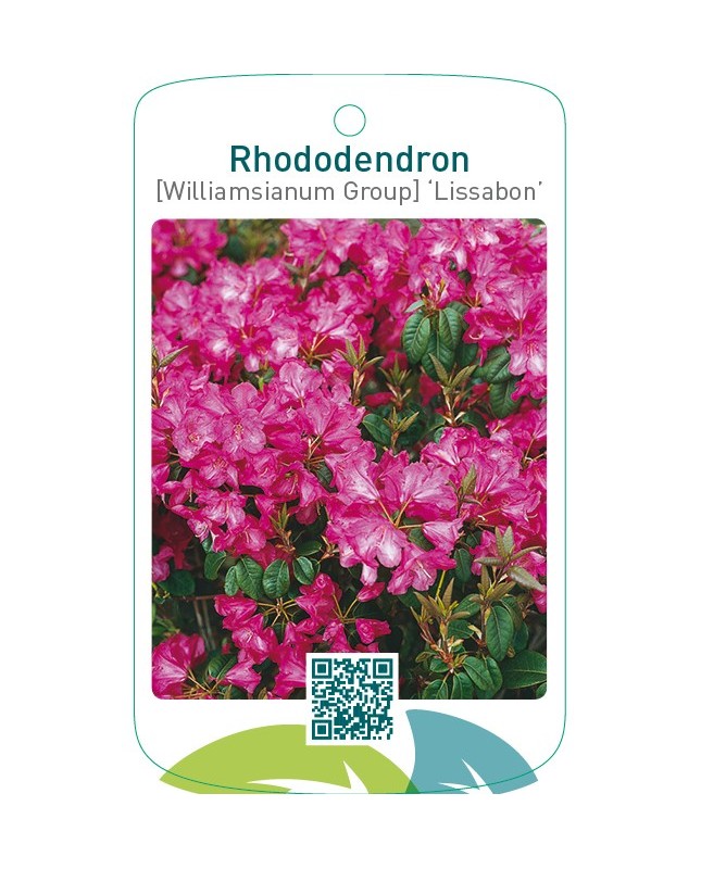 Rhododendron [Williamsianum Group] ‘Lissabon’