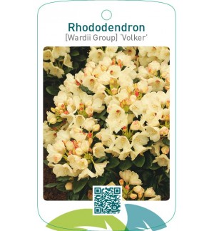 Rhododendron [Wardii Group] ‘Volker’