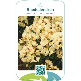 Rhododendron [Wardii Group] ‘Volker’