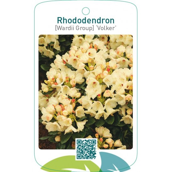 Etiquetas de Rhododendron [Wardii Group] ‘Volker’