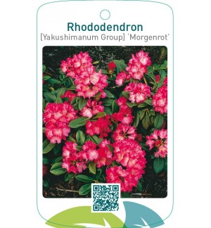 Rhododendron [Yakushimanum Group] ‘Morgenrot’