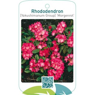 Rhododendron [Yakushimanum Group] ‘Morgenrot’