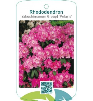 Rhododendron [Yakushimanum Group] ‘Polaris’