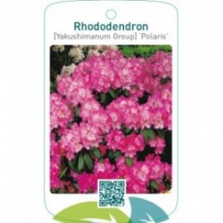 Rhododendron [Yakushimanum Group] ‘Polaris’