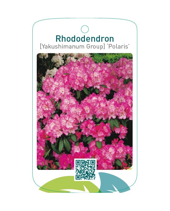 Rhododendron [Yakushimanum Group] ‘Polaris’