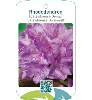 Rhododendron [Catawbiense Group] ‘Catawbiense Boursault’