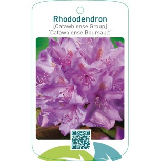 Rhododendron [Catawbiense Group] ‘Catawbiense Boursault’