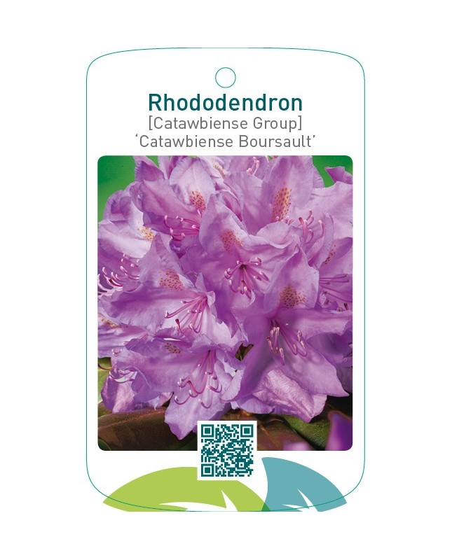 Rhododendron [Catawbiense Group] ‘Catawbiense Boursault’