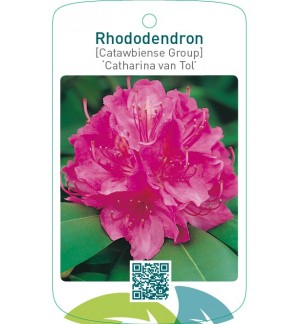 Rhododendron [Catawbiense Group] ‘Catharina van Tol’
