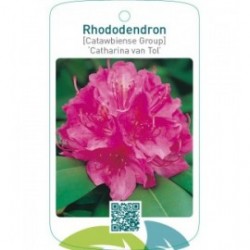 Rhododendron [Catawbiense Group] ‘Catharina van Tol’