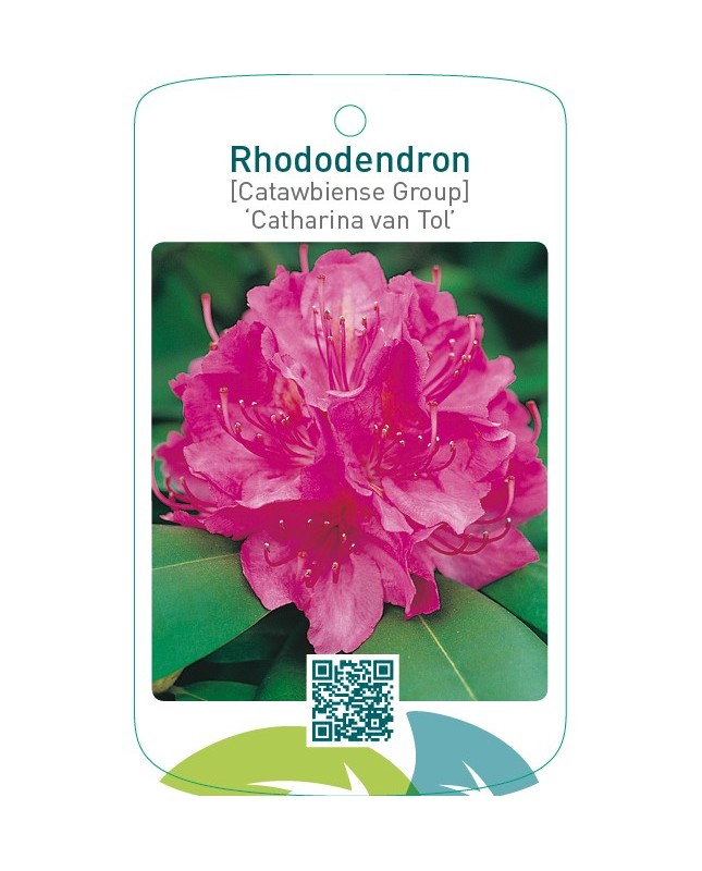 Rhododendron [Catawbiense Group] ‘Catharina van Tol’