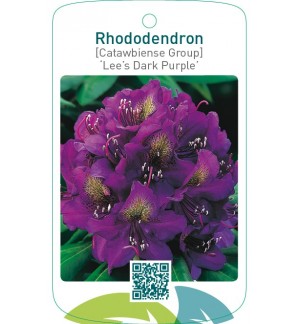Rhododendron [Catawbiense Group] ‘Lee’s Dark Purple’