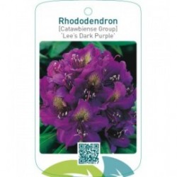 Rhododendron [Catawbiense Group] ‘Lee’s Dark Purple’