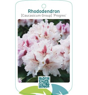 Rhododendron [Caucasicum Group] ‘Progres’