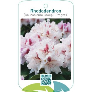Rhododendron [Caucasicum Group] ‘Progres’