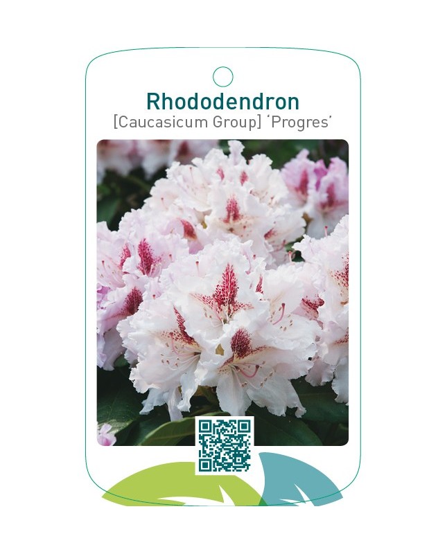 Rhododendron [Caucasicum Group] ‘Progres’
