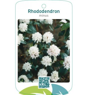 Rhododendron minus