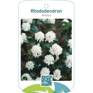 Rhododendron minus