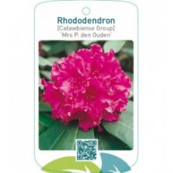 Rhododendron [Catawbiense Group] ‘Mrs P. den Ouden’