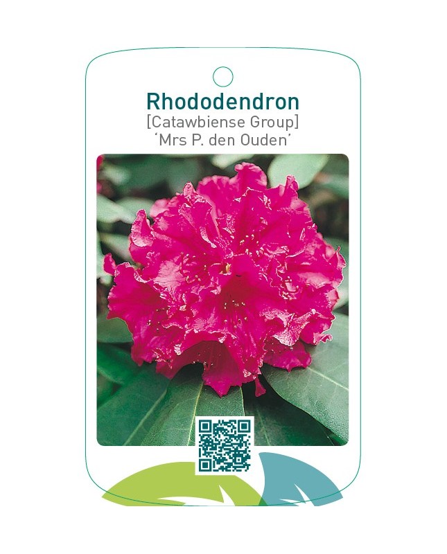 Rhododendron [Catawbiense Group] ‘Mrs P. den Ouden’