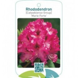Rhododendron [Catawbiense Group] ‘Marie Forte’