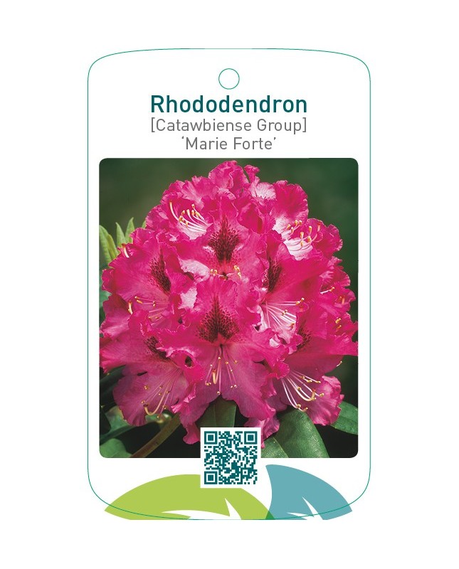 Rhododendron [Catawbiense Group] ‘Marie Forte’