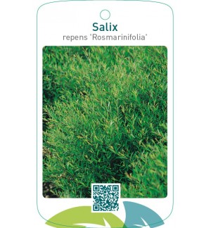 Salix repens ‘Rosmarinifolia’