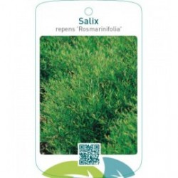 Salix repens ‘Rosmarinifolia’