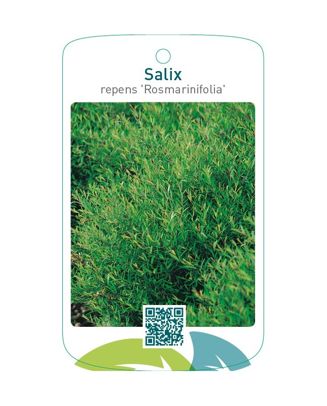 Salix repens ‘Rosmarinifolia’