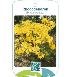 Rhododendron [Mollis Azalea]  geel